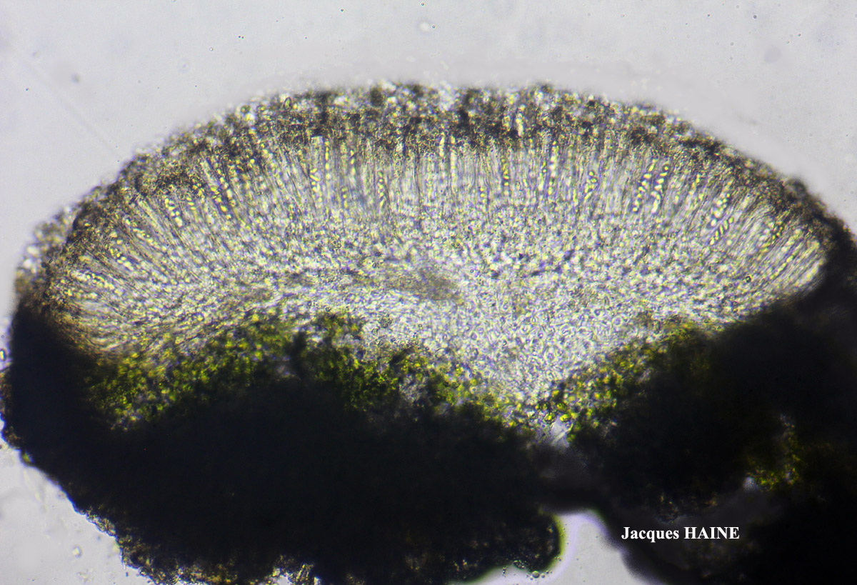 Polyozosia semipallida (H. Magn.) S.Y. Kondr., Lökös & Farkas forme sur béton.
= Myriolecis semipallida forme sur béton.