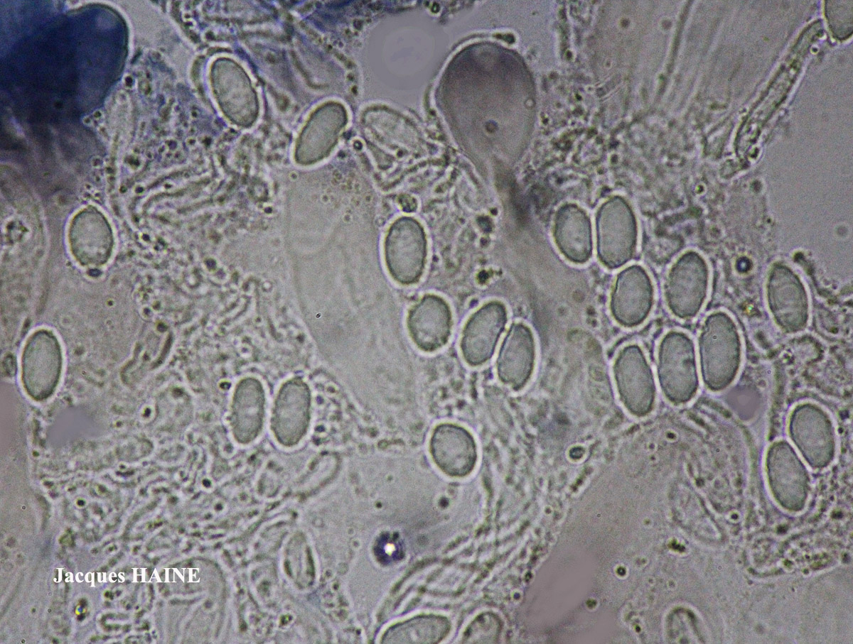 Polyozosia semipallida (H. Magn.) S.Y. Kondr., Lökös & Farkas forme sur béton.
= Myriolecis semipallida forme sur béton.