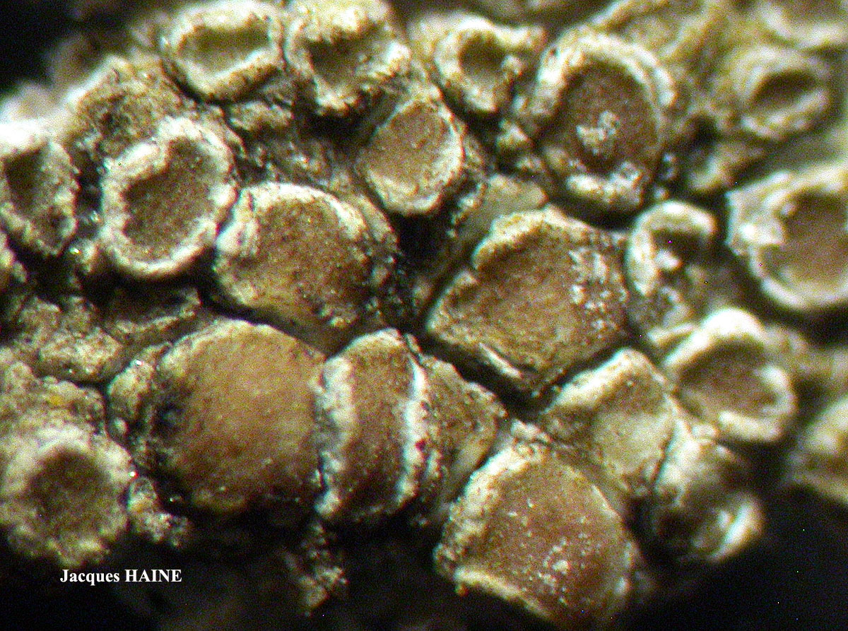 Polyozosia semipallida (H. Magn.) S.Y. Kondr., Lökös & Farkas forme sur béton.
= Myriolecis semipallida forme sur béton.