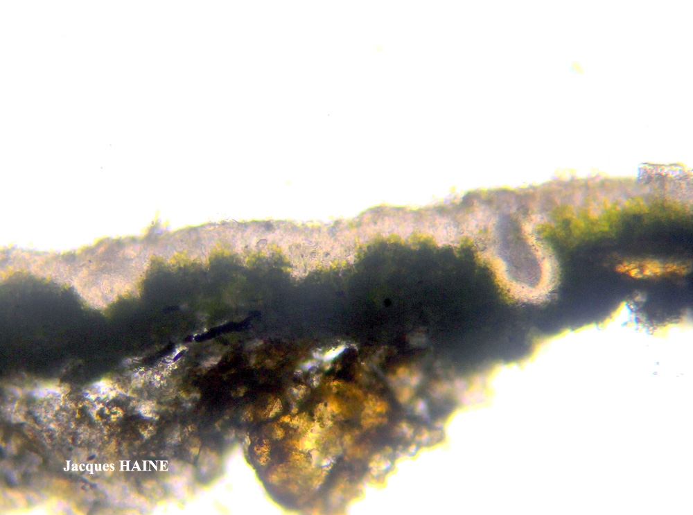 Myriospora rhagadiza (Nyl.) K. Knudsen & L. Arcadia
