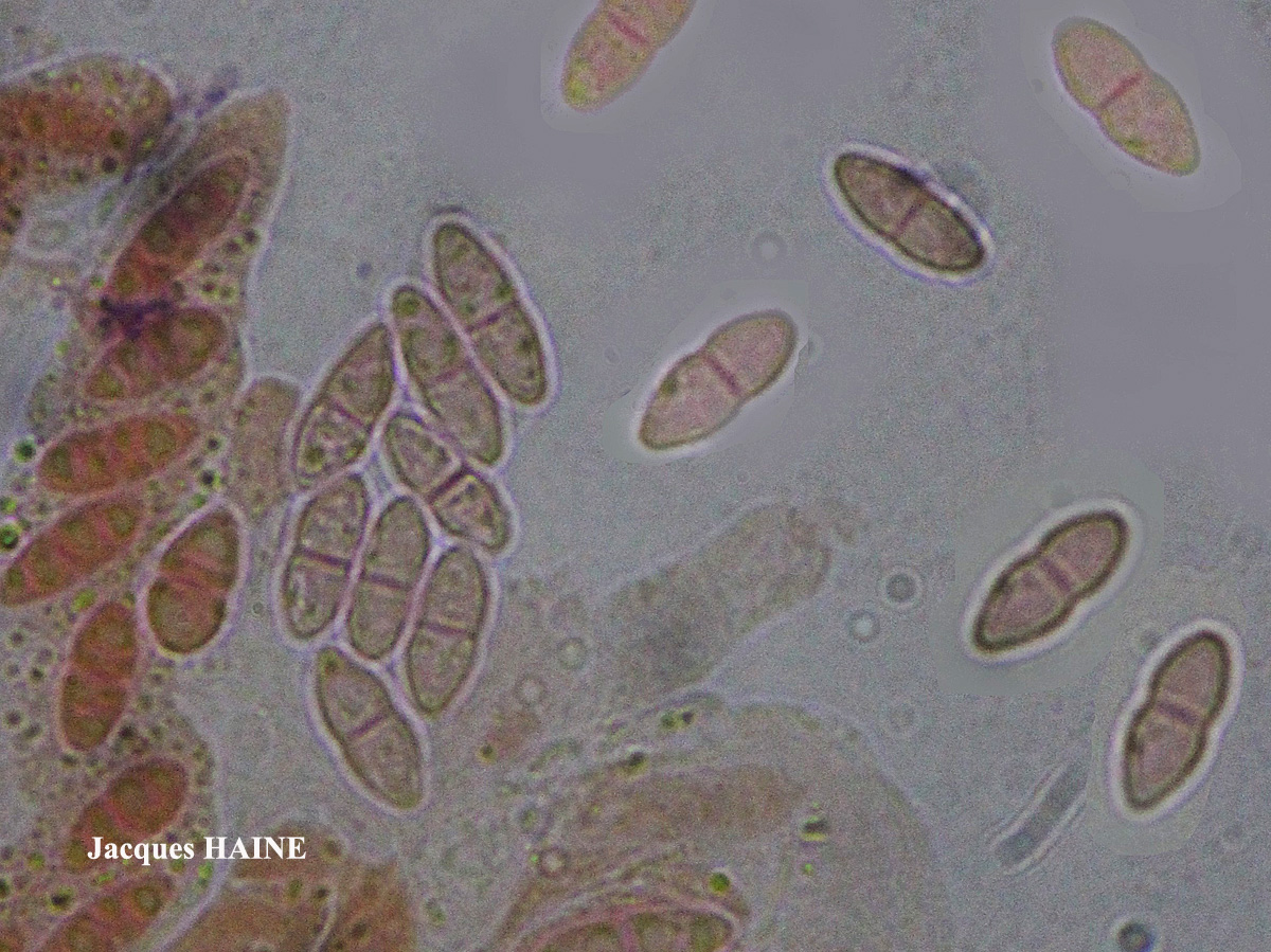 Nectriopsis lecanodes (Ces.) Diederich & Schroers