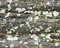 Normandina pulchella forme lignicole.