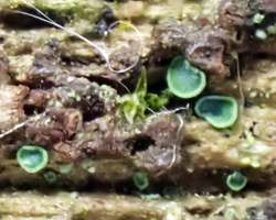 Normandina pulchella forme lignicole.