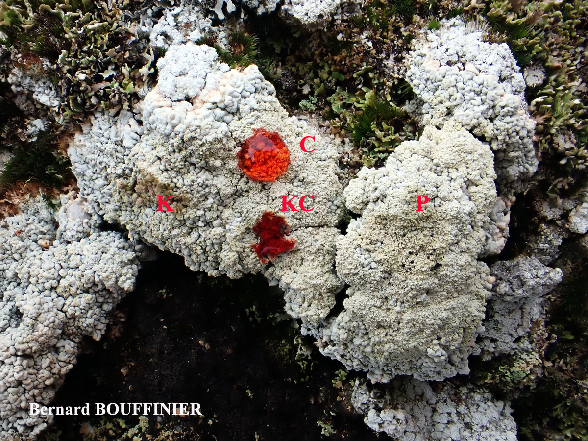 Ochrolechia androgyna forme terricole