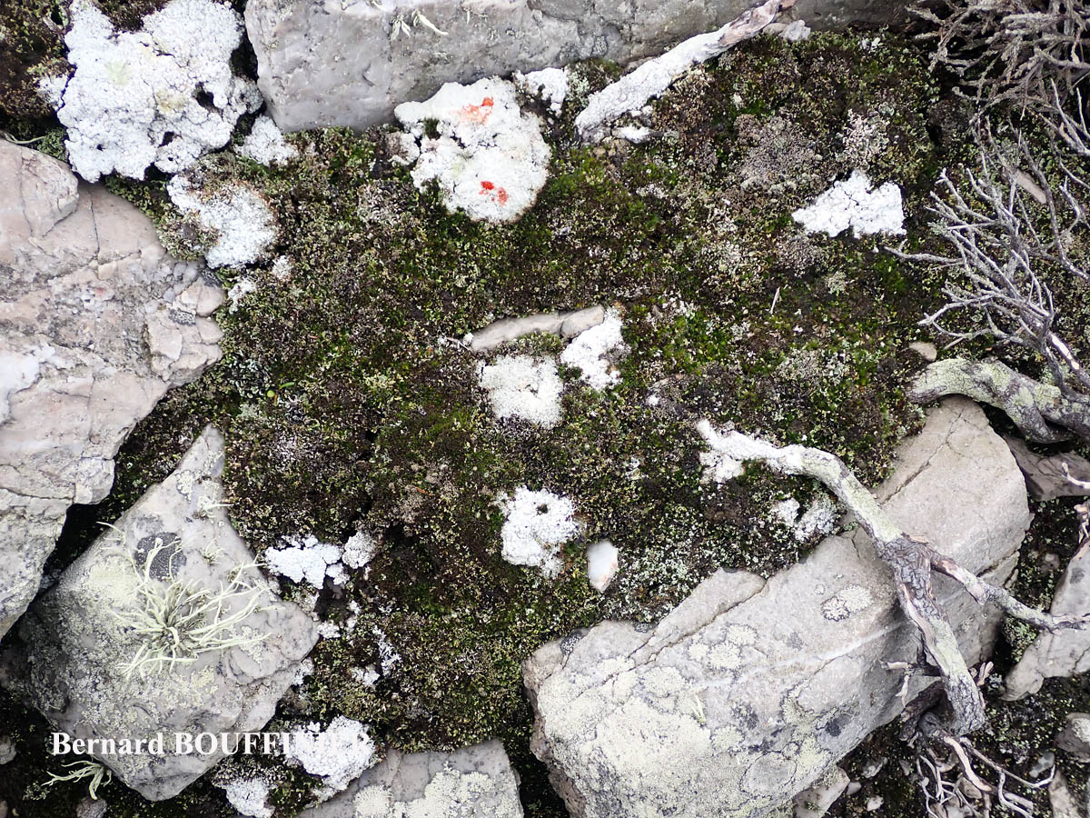 Ochrolechia androgyna forme terricole