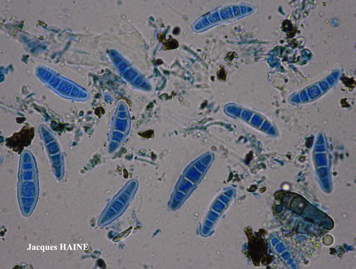 Alyxoria varia (Pers.) Ertz & Tehler
=Opegrapha varia Pers.