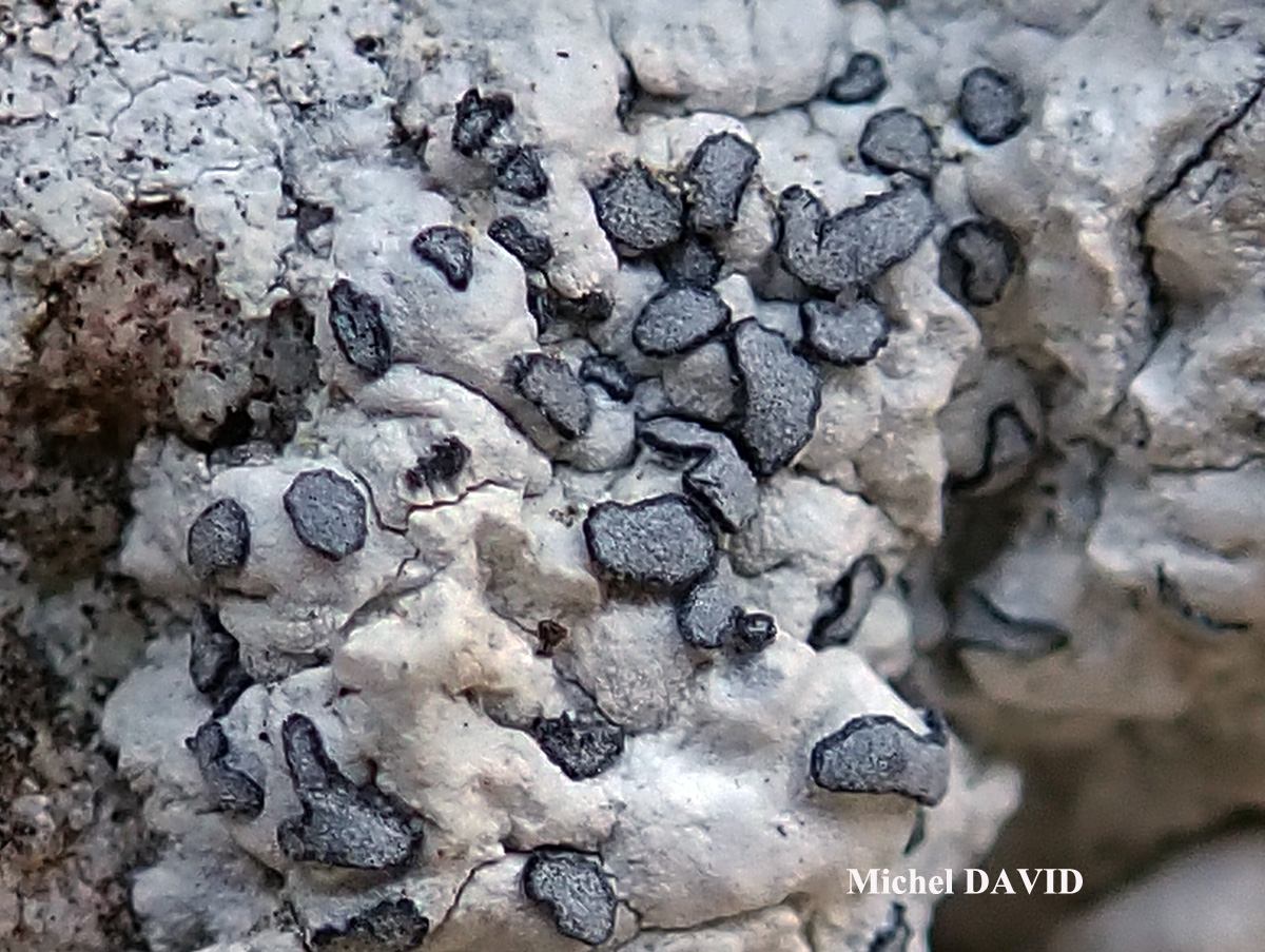 Paralecanographa grumulosa forme parasite de Dirina massiliensis forma massiliensis Taxon méditerranéen des rochers calcaires.