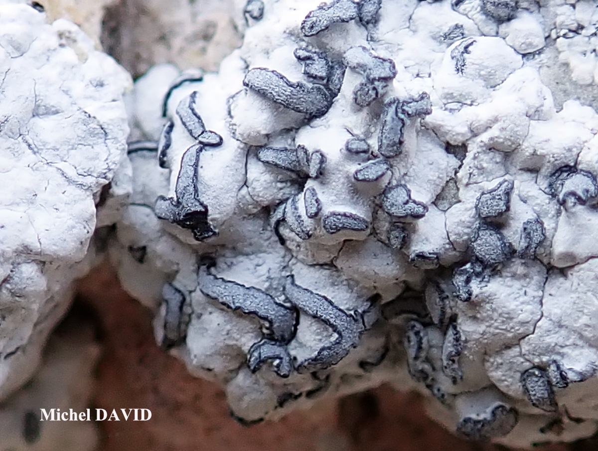 Paralecanographa grumulosa forme parasite de Dirina massiliensis forma massiliensis Taxon méditerranéen des rochers calcaires.