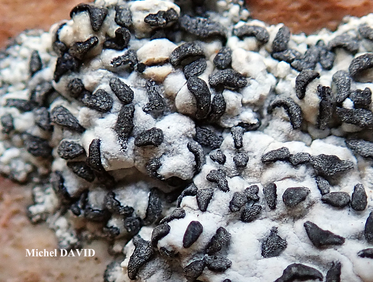 Paralecanographa grumulosa forme parasite de Dirina massiliensis forma massiliensis Taxon méditerranéen des rochers calcaires.