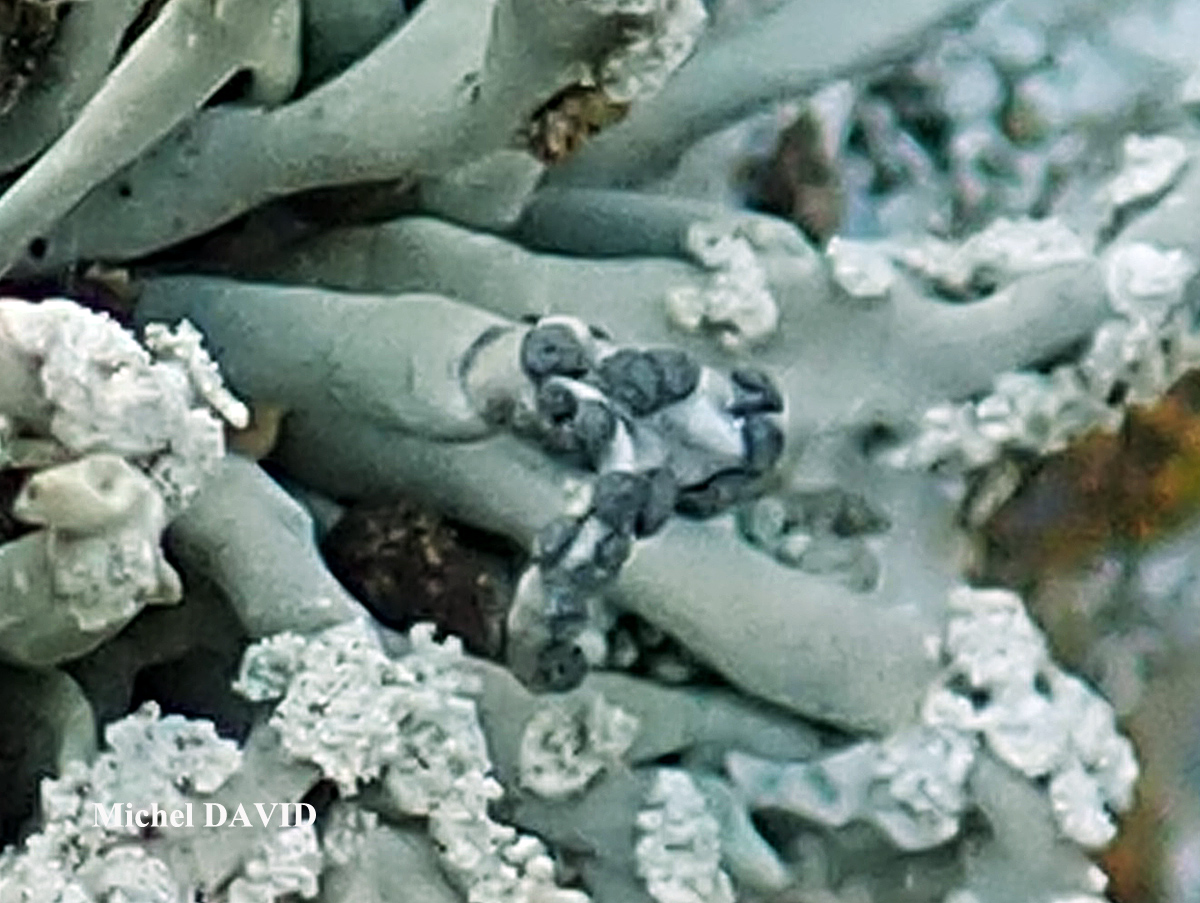 Paralecanographa grumulosa forme parasite de Roccella phycopsis.