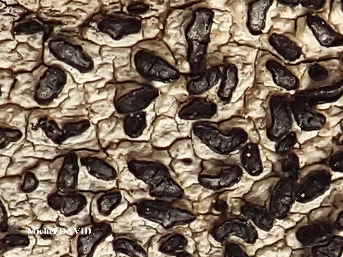 Paralecanographa grumulosa forme parasite de Dirina ceratoniae 
