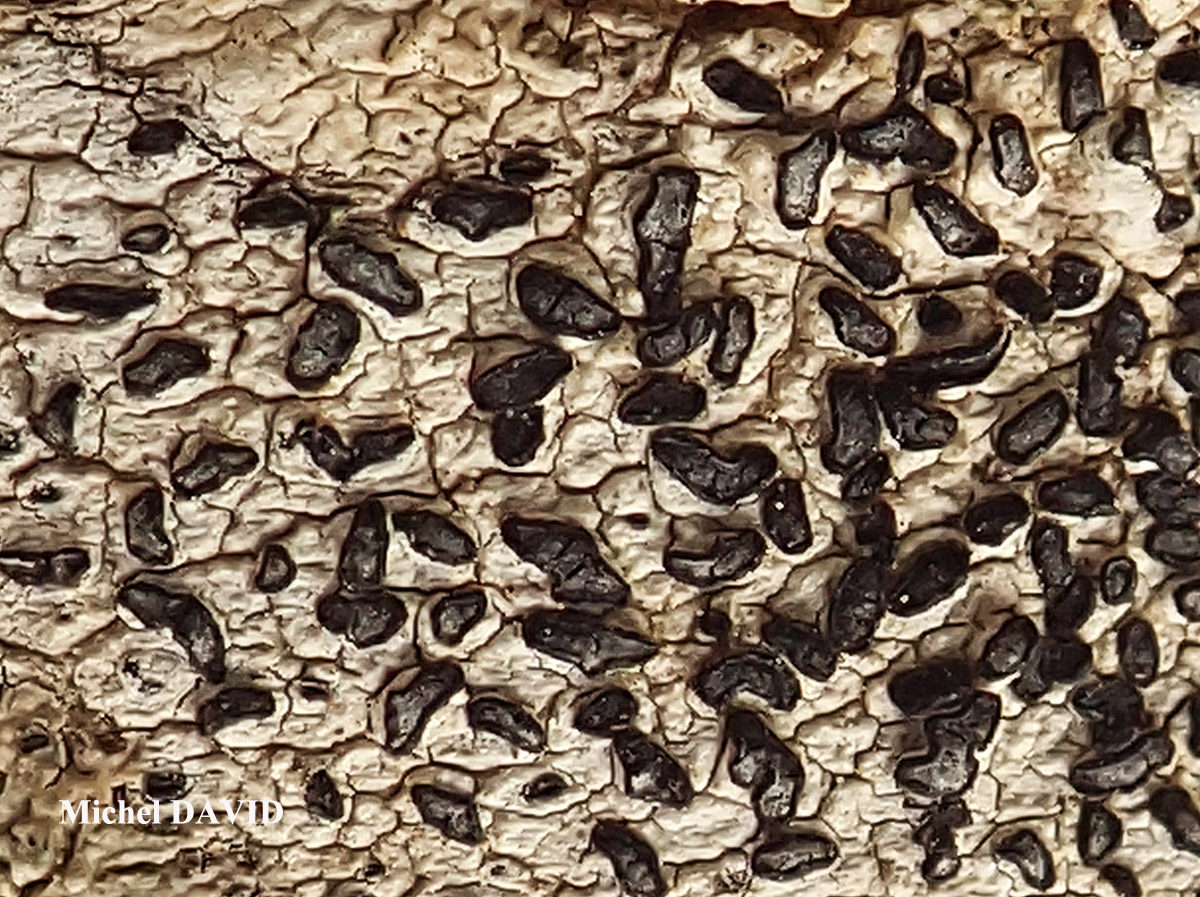 Paralecanographa grumulosa forme parasite de Dirina ceratoniae 