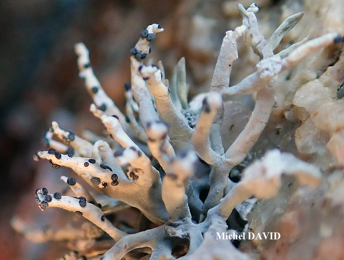 Paralecanographa grumulosa forme parasite de Roccella phycopsis taxon de Méditerranée.