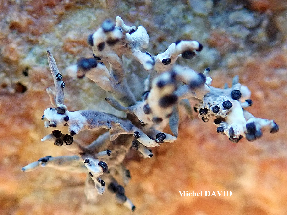 Paralecanographa grumulosa forme parasite de Roccella phycopsis taxon de Méditerranée.