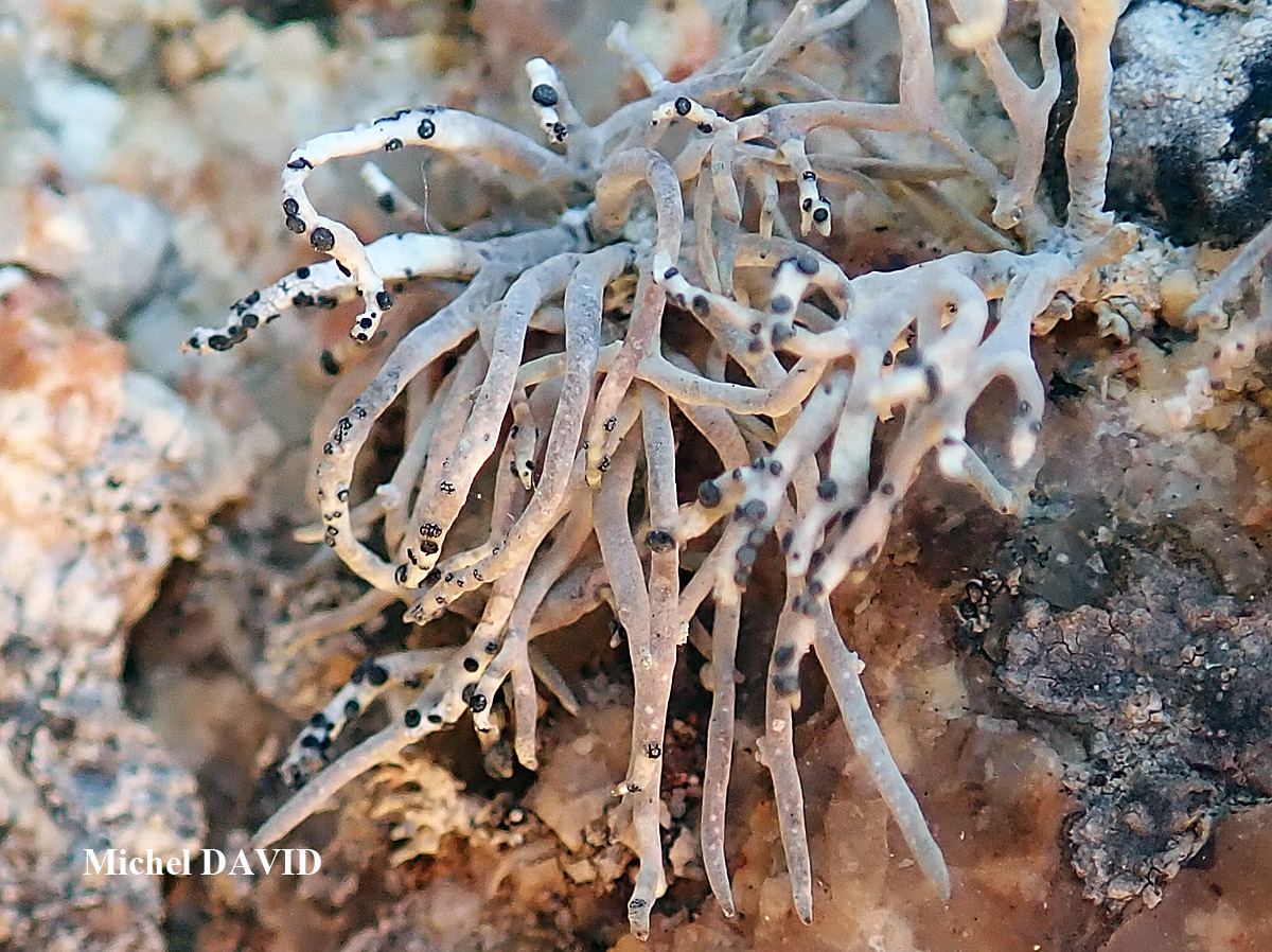 Paralecanographa grumulosa forme parasite de Roccella phycopsis taxon de Méditerranée.