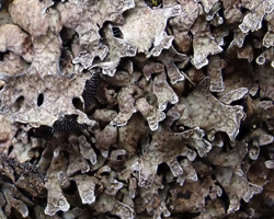 Parmelia omphalodes (L.) Ach. forme saxicole maritime.