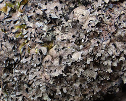 Parmelia omphalodes (L.) Ach. forme saxicole maritime.