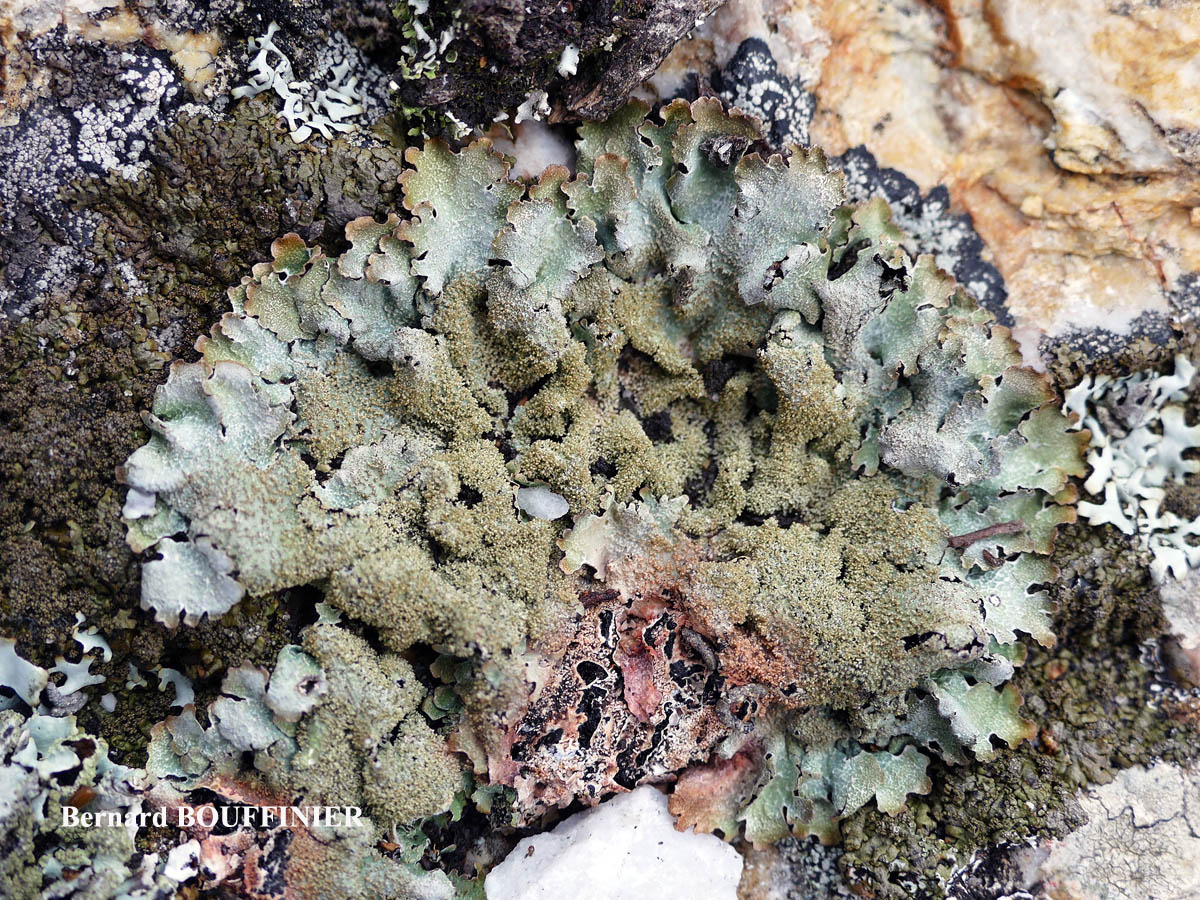 Parmelia saxatilis (L.) Ach. forme saxicole.