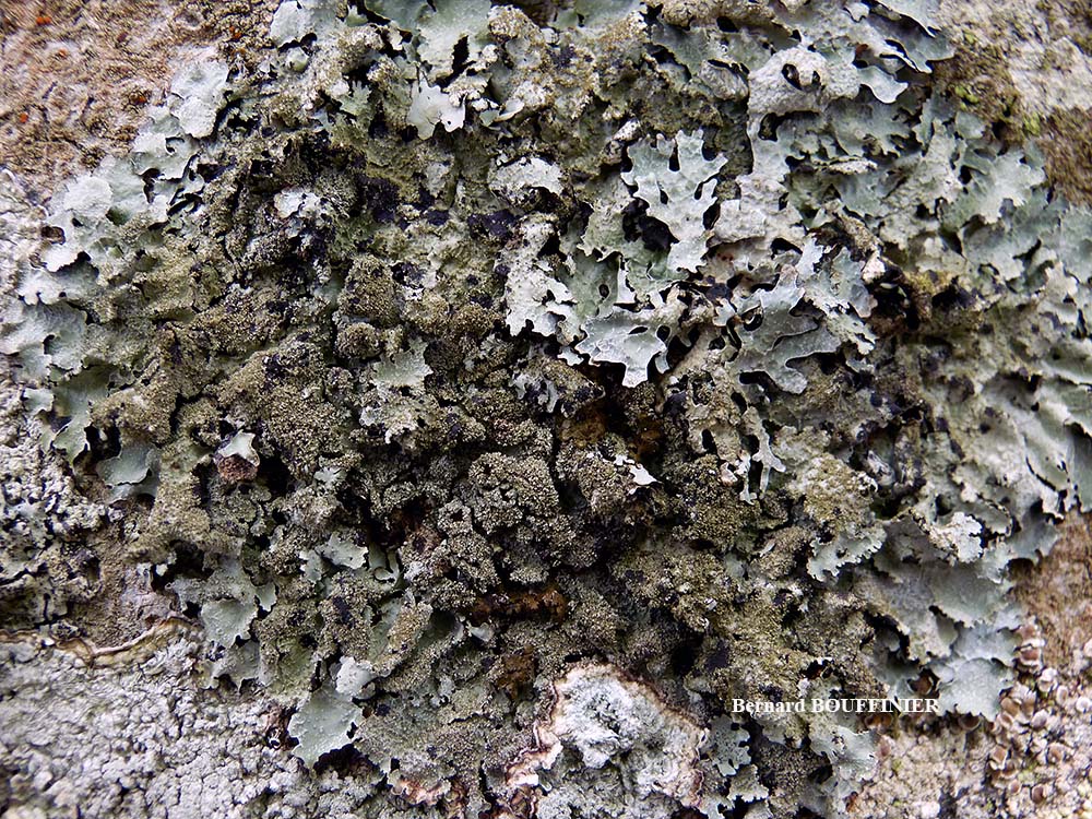 Parmelia saxatilis (L.) Ach. forme corticole
