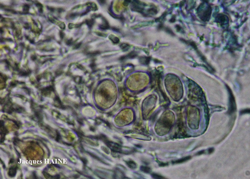 Parmelia saxatilis (L.) Ach. forme corticole