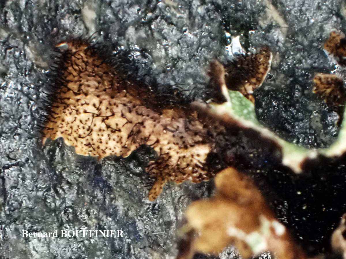 Parmelia saxatilis (L.) Ach. forme saxicole.