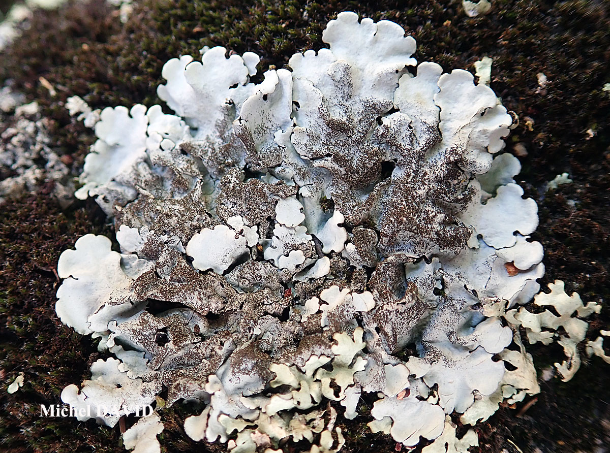 Parmelina tiliacea forme saxicole.