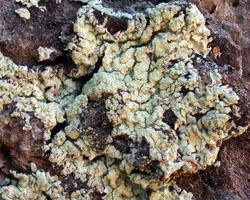 Parmeliopsis ambigua (Wulfen) Nyl.