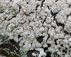 Parmeliopsis hyperopta (Ach.) Arnold