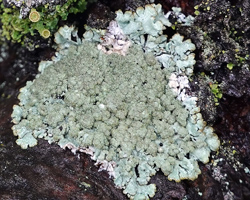 Parmeliopsis hyperopta (Ach.) Arnold