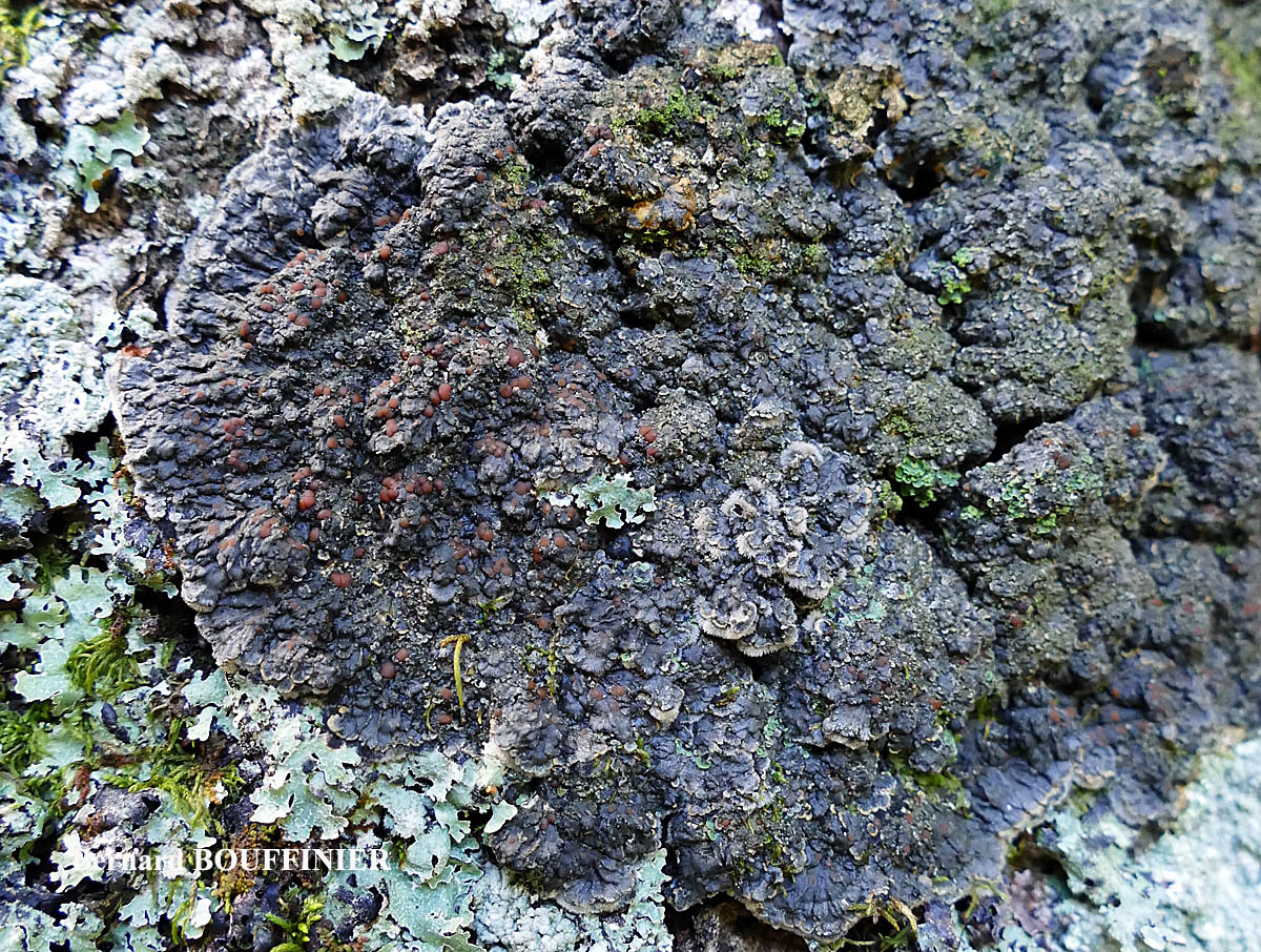 Pectenia plumbea et Normandina pulchella