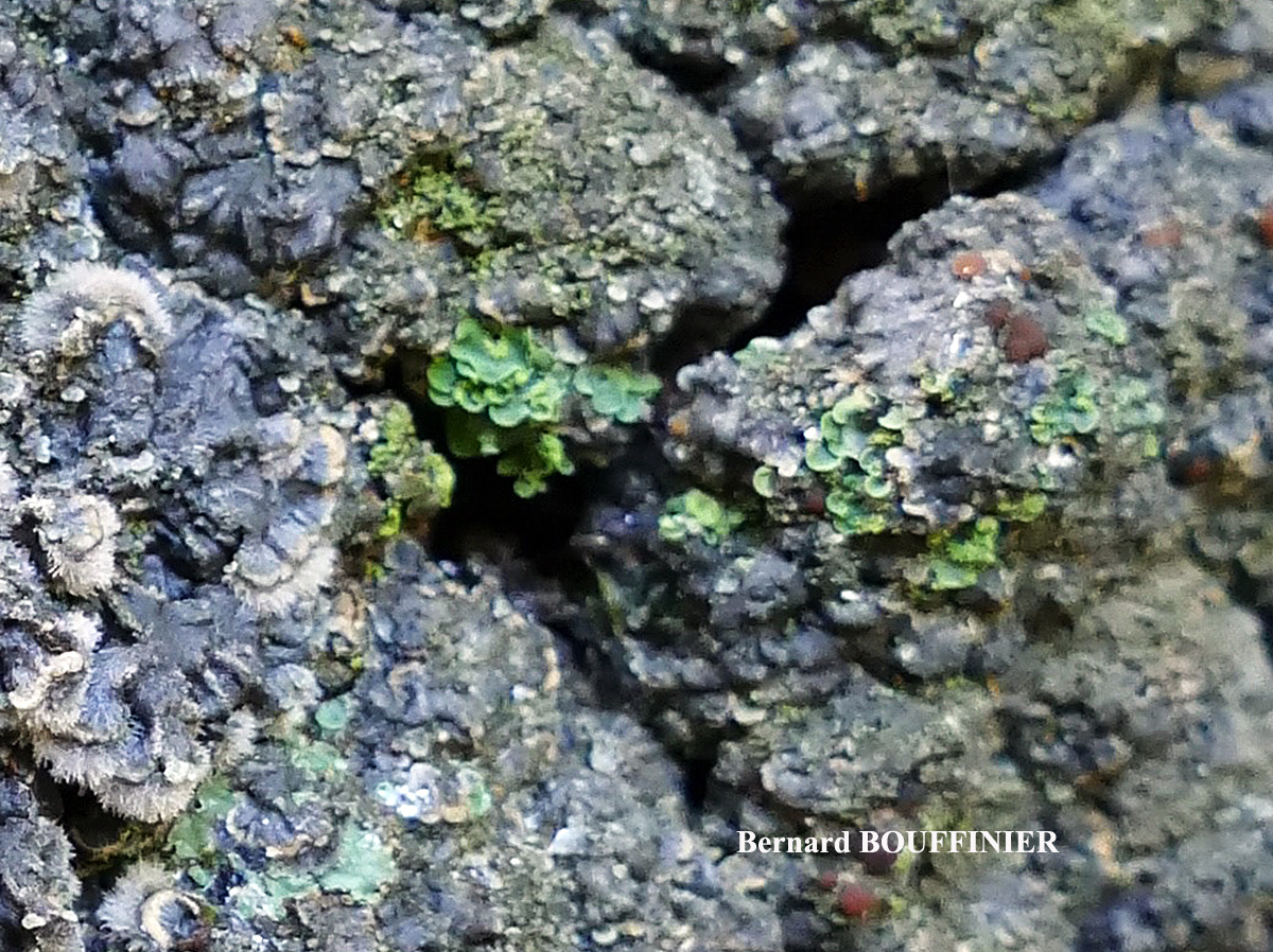 Pectenia plumbea et Normandina pulchella