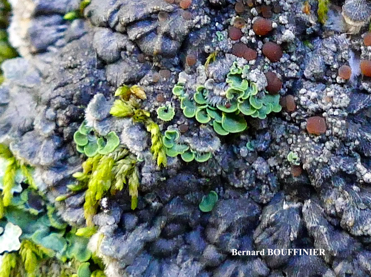 Pectenia plumbea et Normandina pulchella
