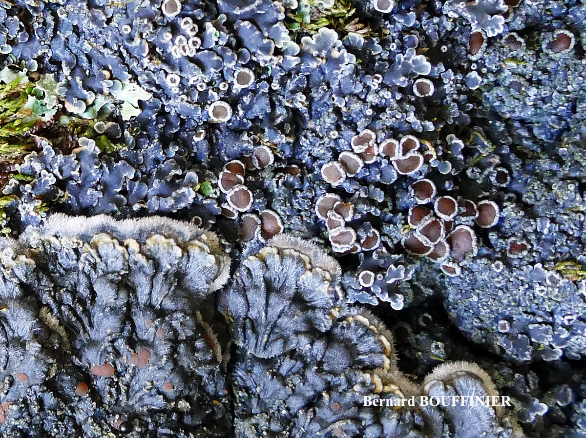 Pectenia plumbea vs Pannaria rubiginosa 