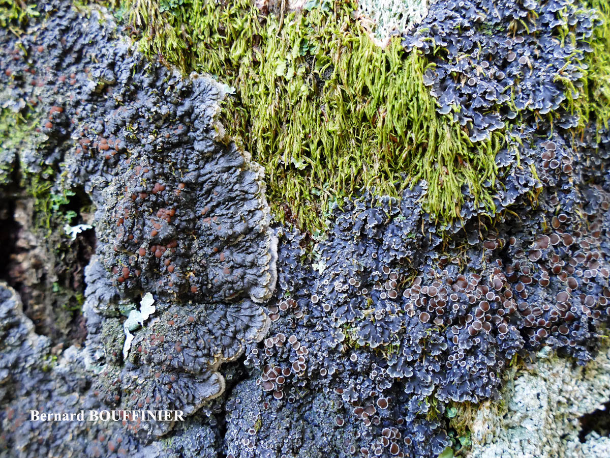 Pectenia plumbea vs Pannaria rubiginosa 
