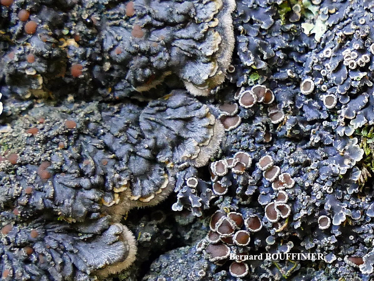 Pectenia plumbea vs Pannaria rubiginosa 