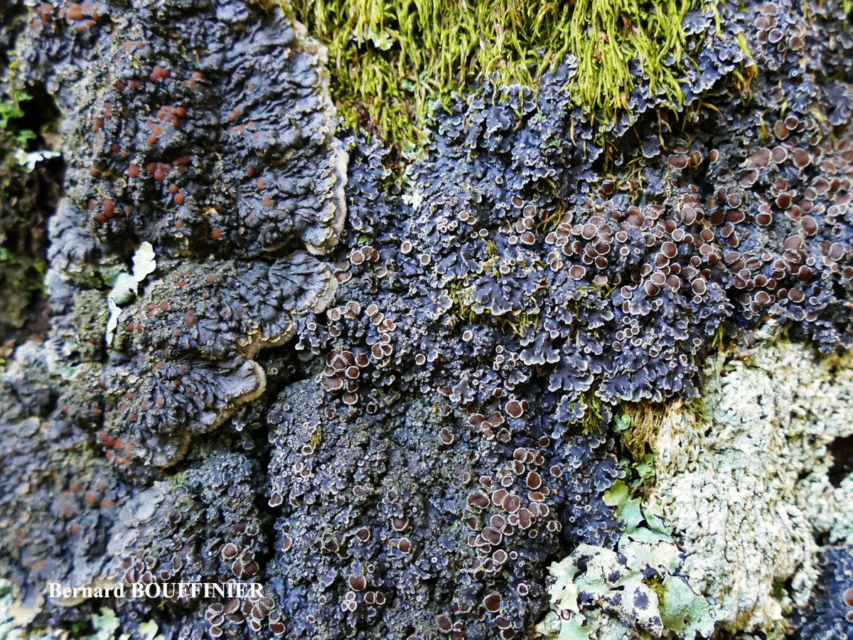 Pectenia plumbea vs Pannaria rubiginosa 