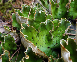 Peltigera aphthosa (L.) Willd.