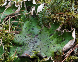 Peltigera aphthosa (L.) Willd.