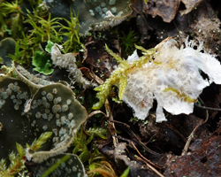 Peltigera extenuata (Vain.) Lejka