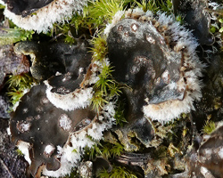 Peltigera extenuata (Vain.) Lejka