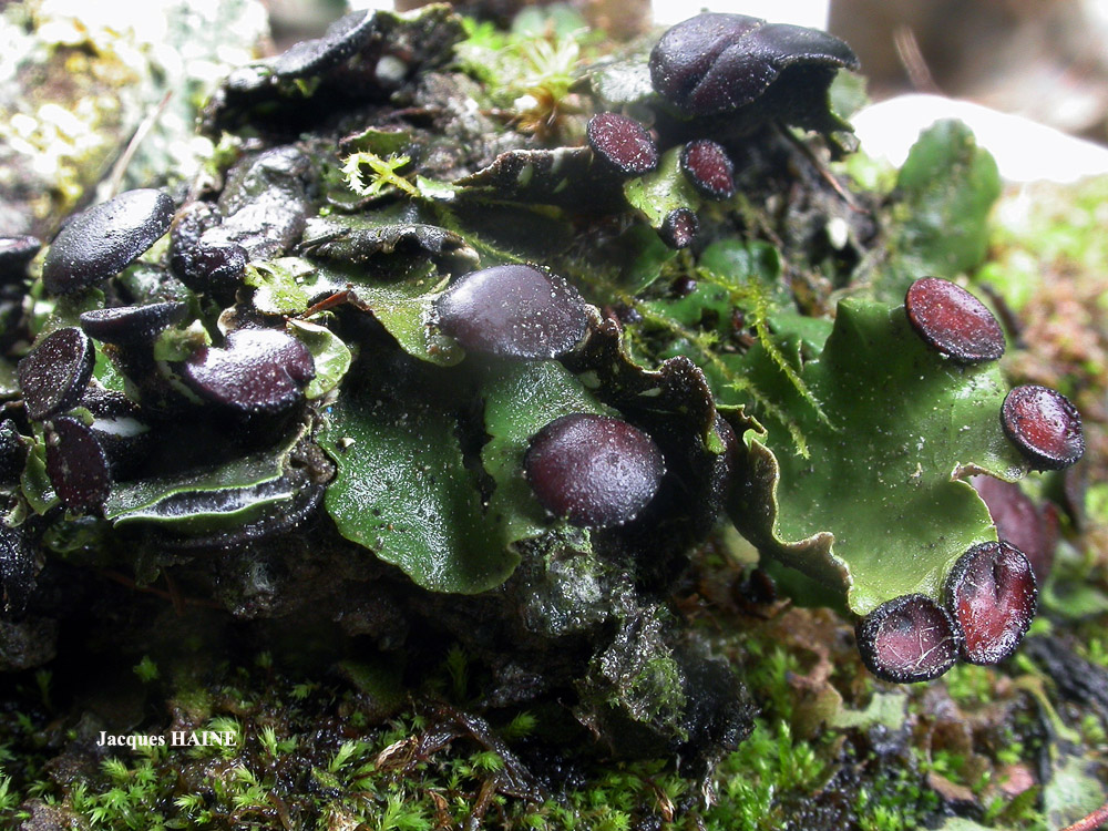 Peltigera venosa (L.) Hoffm.
