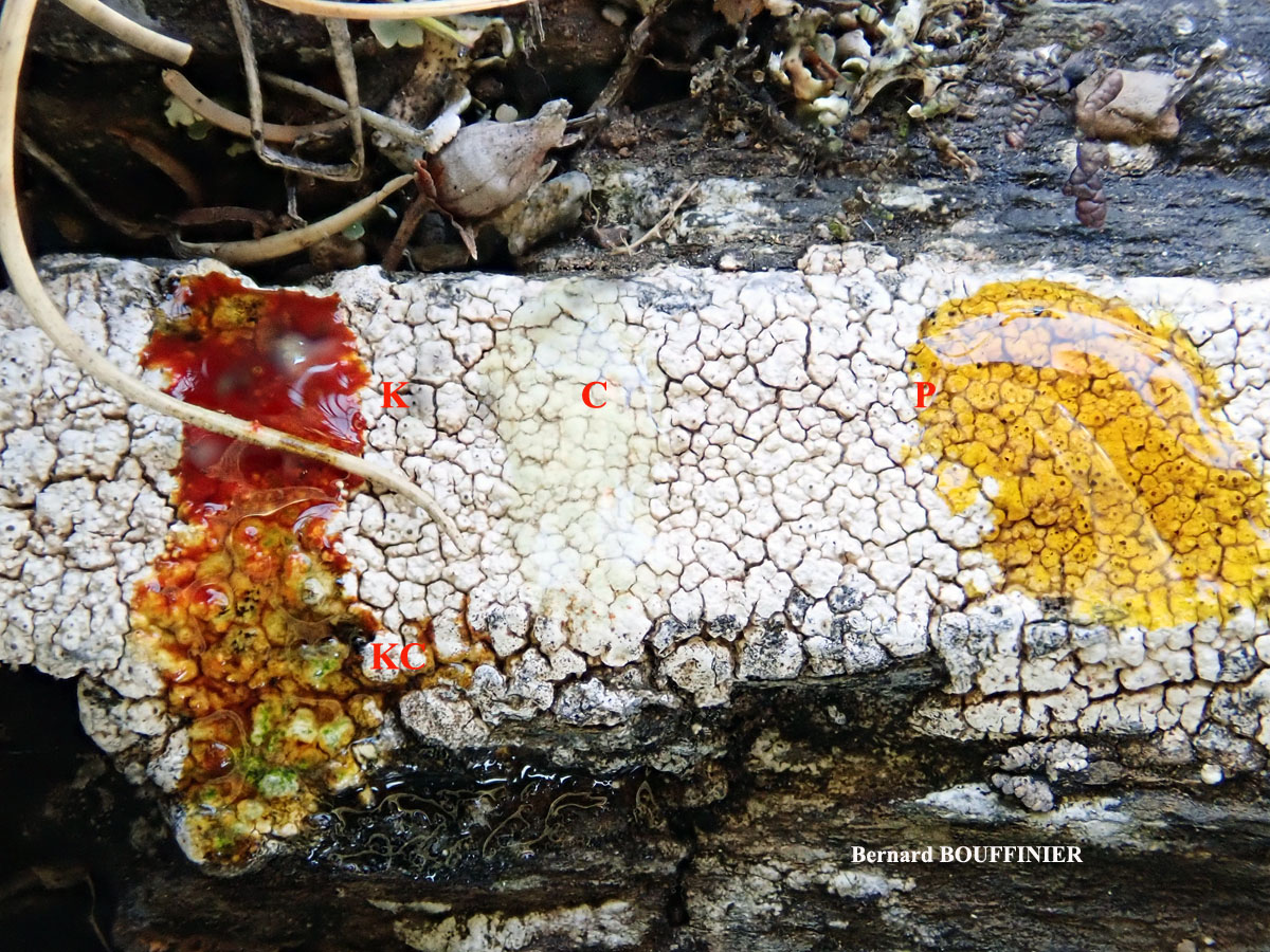 Pertusaria pseudocorallina (Lilj.) Arnold morpho microstictica