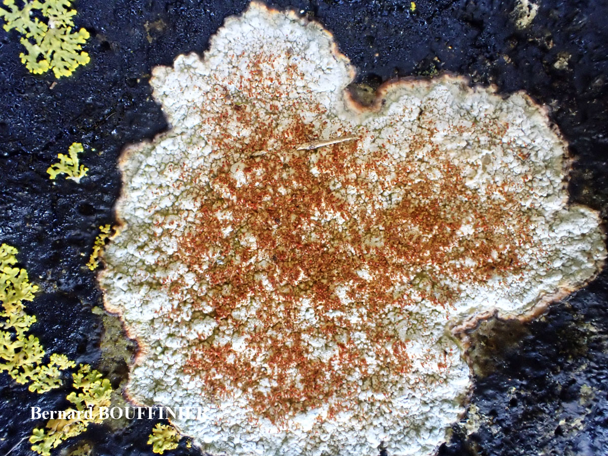 Pertusaria pseudocorallina (Lilj.) Arnold forme maritime à isidies rouges.