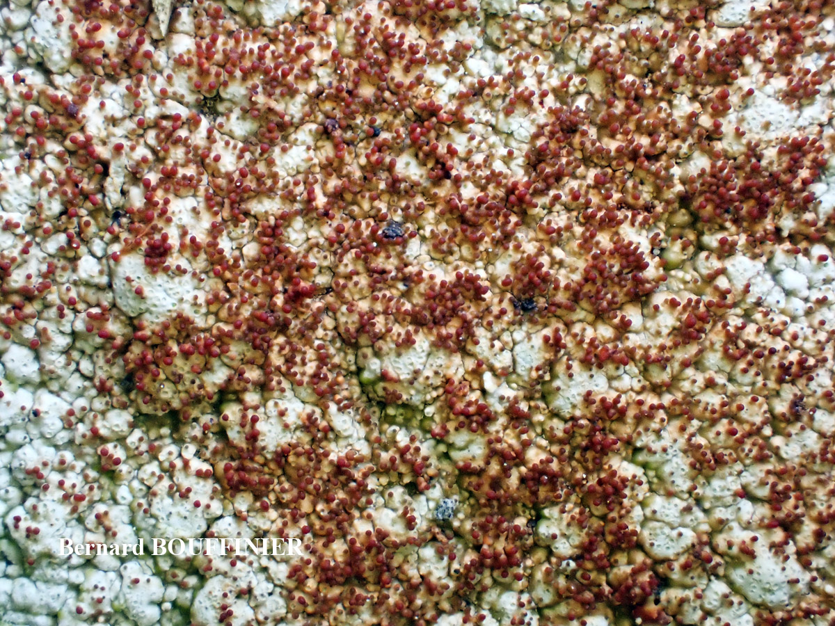 Pertusaria pseudocorallina (Lilj.) Arnold forme maritime à isidies rouges.