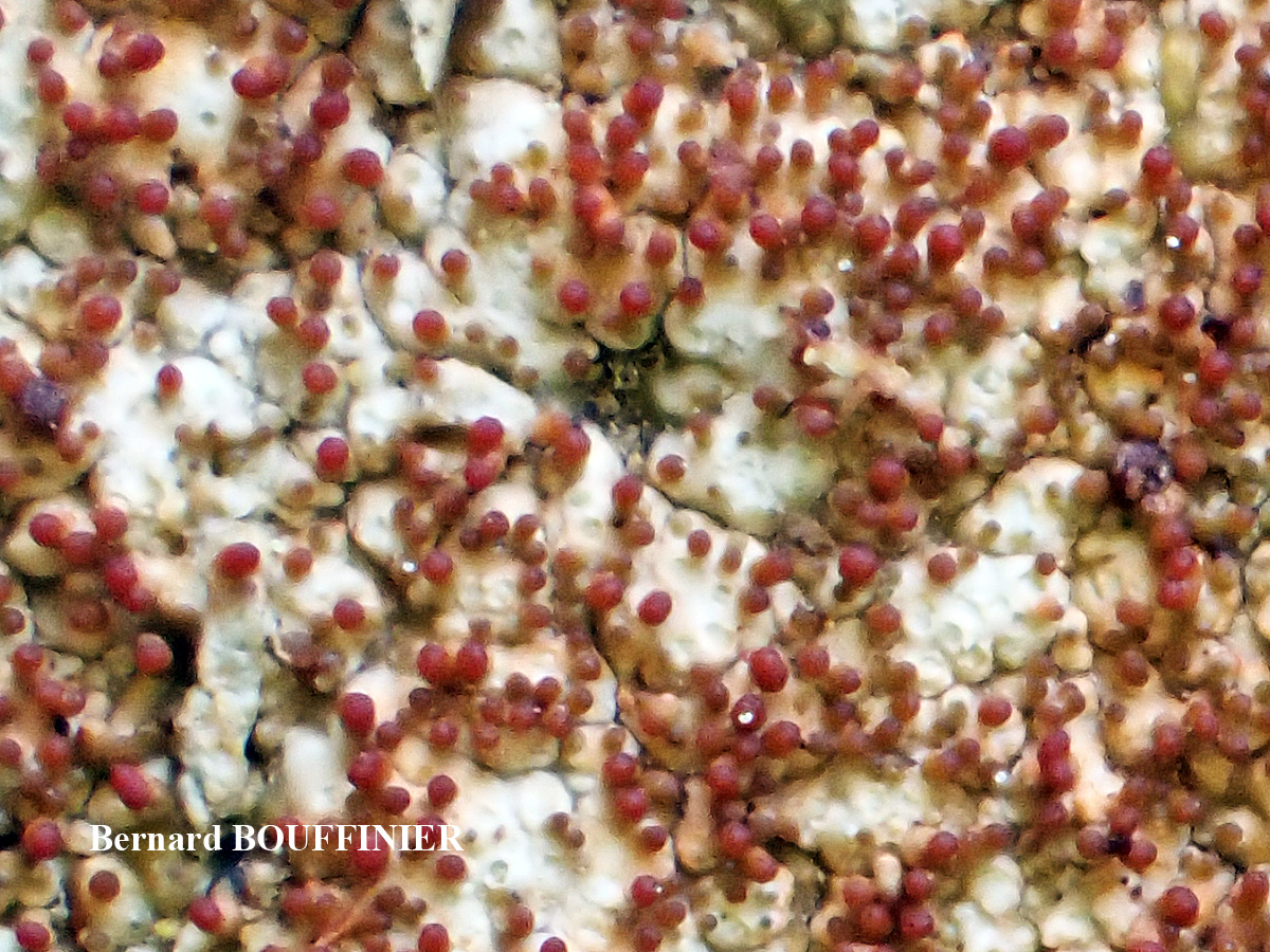 Pertusaria pseudocorallina (Lilj.) Arnold forme maritime à isidies rouges.