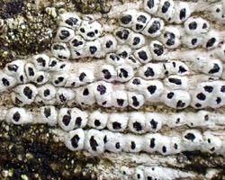 Pertusaria pustulata forme lignicole maritime.