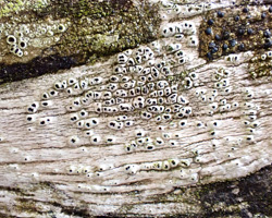 Pertusaria pustulata forme lignicole maritime.