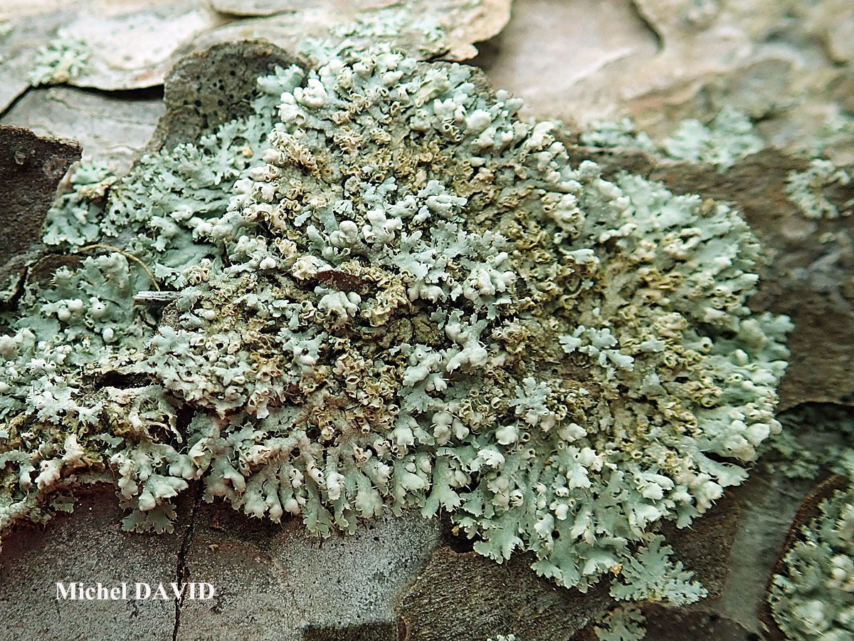 Physcia adscendens H. Olivier forme corticole.