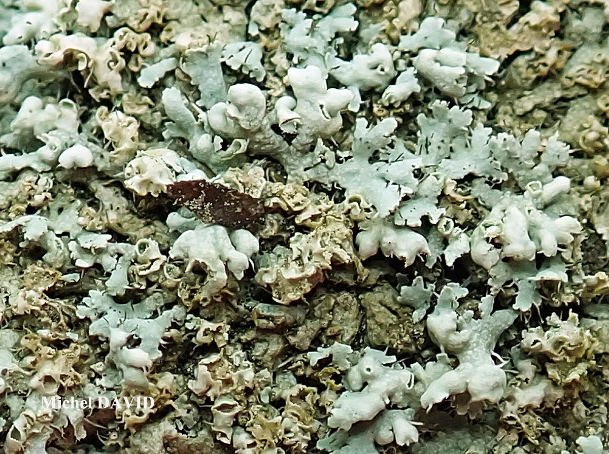 Physcia adscendens H. Olivier forme corticole.