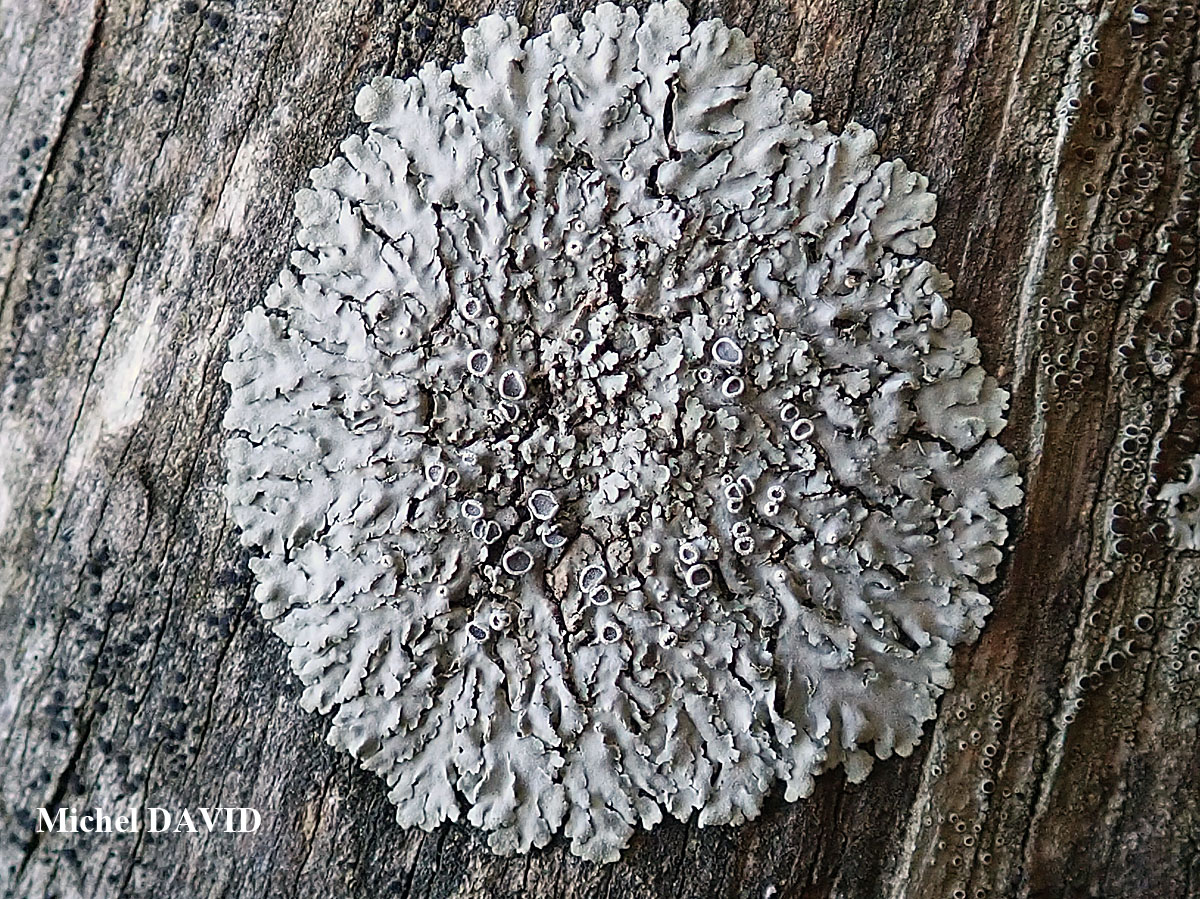 Physcia biziana var. biziana (A. Massal.) Zahlbr. forme lignicole.